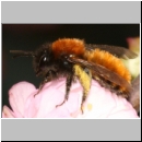 Andrena fulva - Rotpelzige Sandbiene w08.jpg